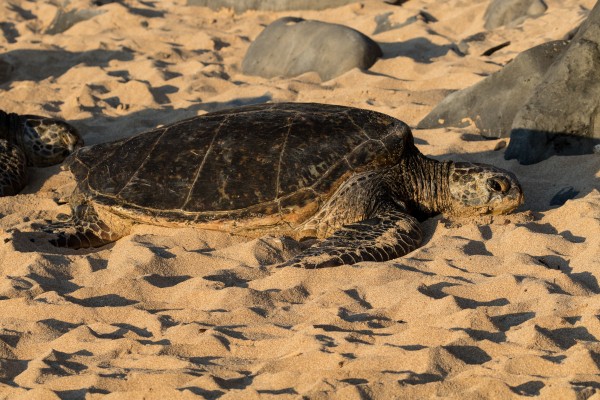 Green Sea Turtles on Hookipa Beach   Maui Hawaii 4410 Print